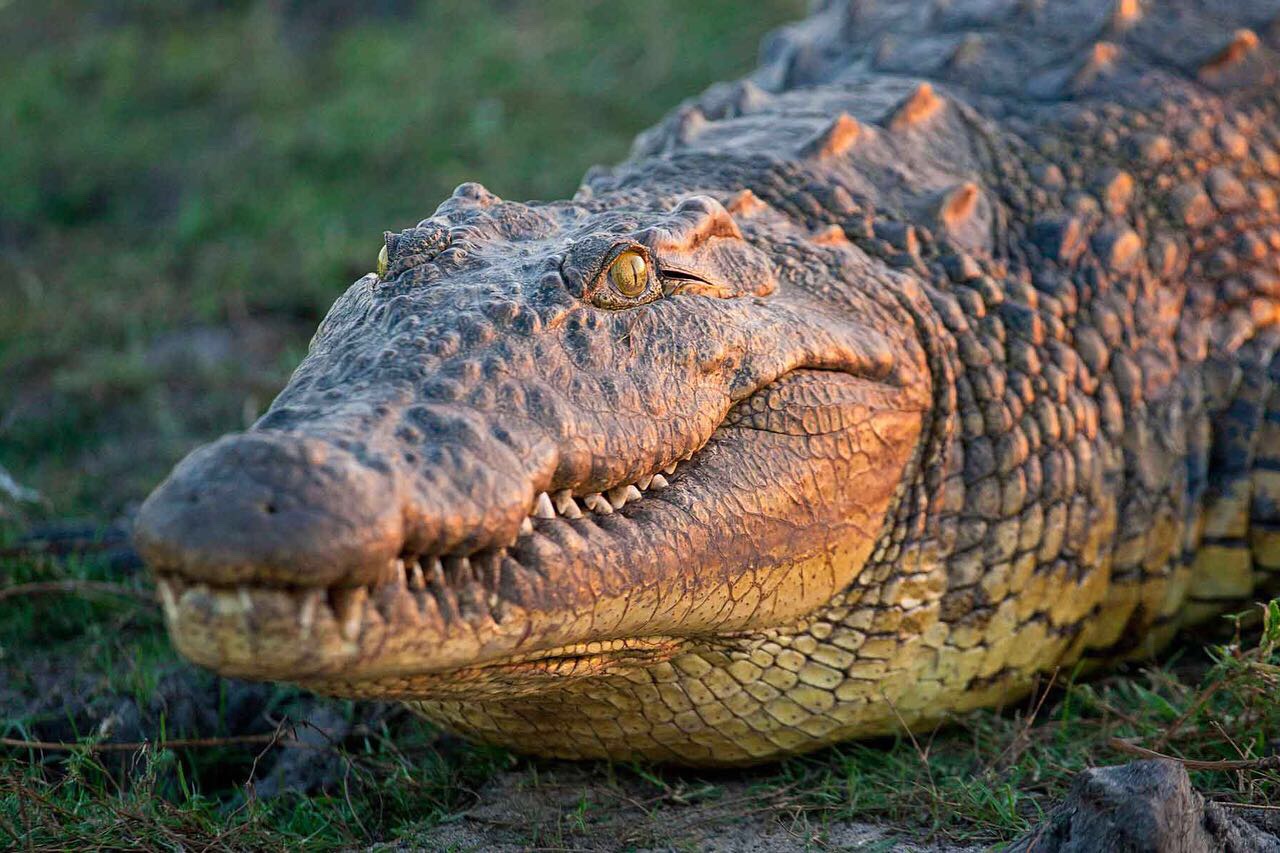 Это Нильский крокодил !!! - Пензенский Океанариум